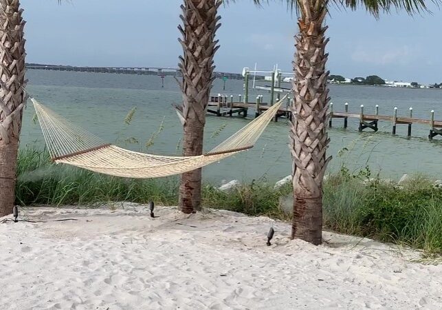 Beach hammock between palm trees.